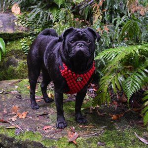 Winston Manner Designer Dog Harness in Rouge Pom Pom